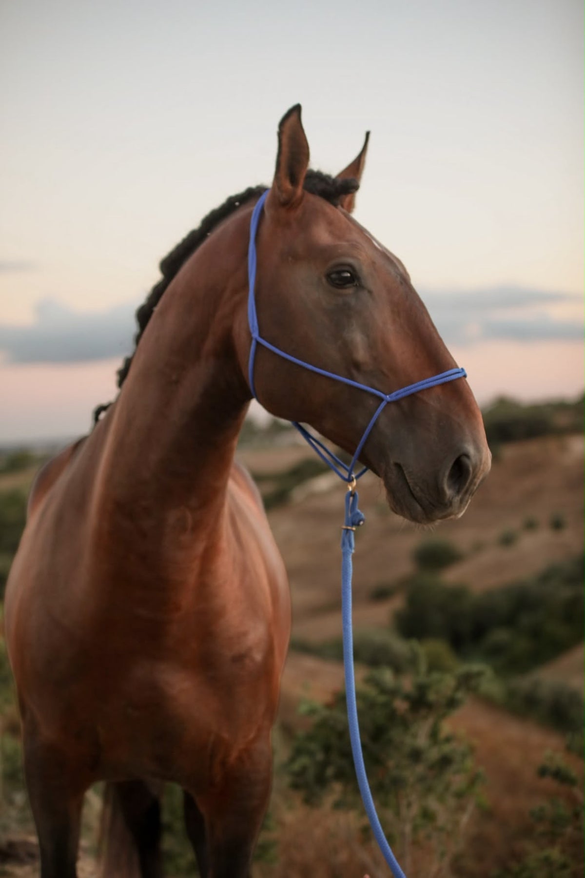 Gaucho Seil am Moveo Seilhalfter