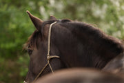 Licol en corde Moveo couleur naturelle sur un cheval