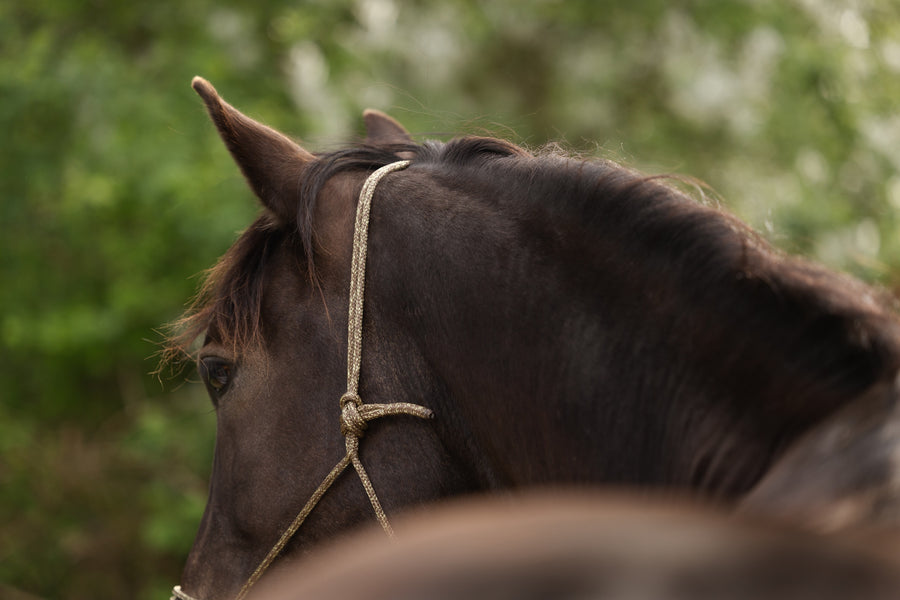 Capezza in corda Moveo color naturale su un cavallo