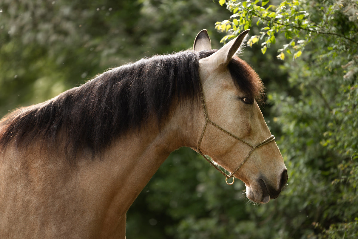 Licol en corde sans nœuds Moveo sur un cheval isabelle