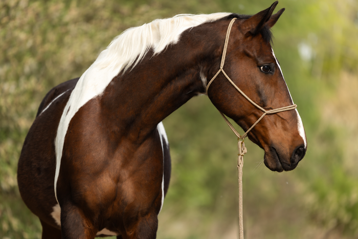 Beige — Moveo rope halter with matching Gaucho rope on a horse