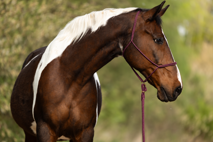 Blackberry — Moveo rope halter with matching Gaucho rope on a horse