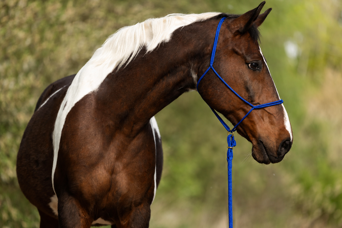 Cobalt — Moveo rope halter with matching Gaucho rope on a horse