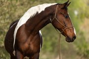 Duogold — Moveo Seilhalfter mit passendem Gauchoseil und silbernen Beschlägen am Pferd