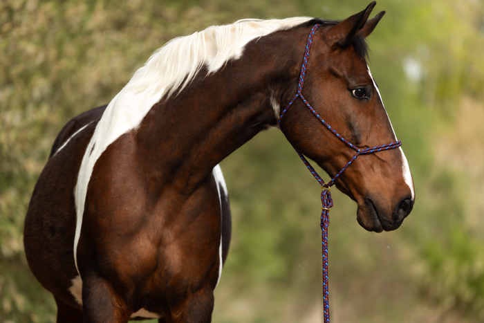 Electric Bay — Moveo rope halter with matching Gaucho rope on a horse