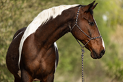 Naturalnavy — Moveo Seilhalfter mit passendem Gauchoseil am Pferd