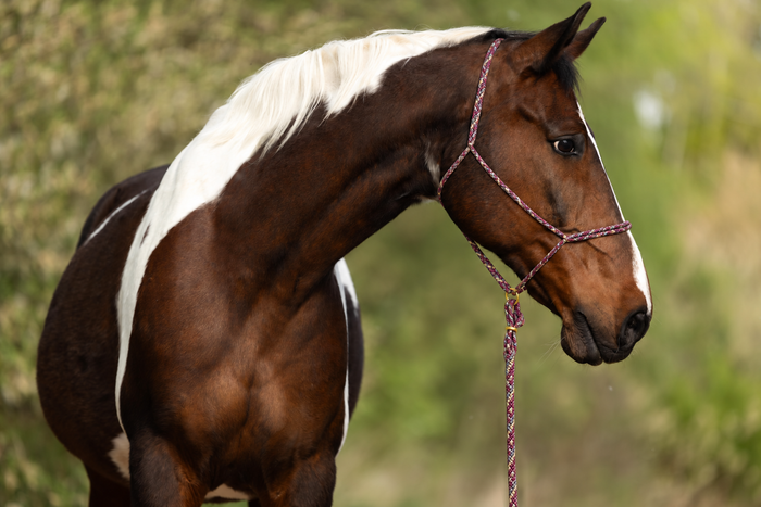 Triberry — Moveo rope halter with matching Gaucho rope on a horse