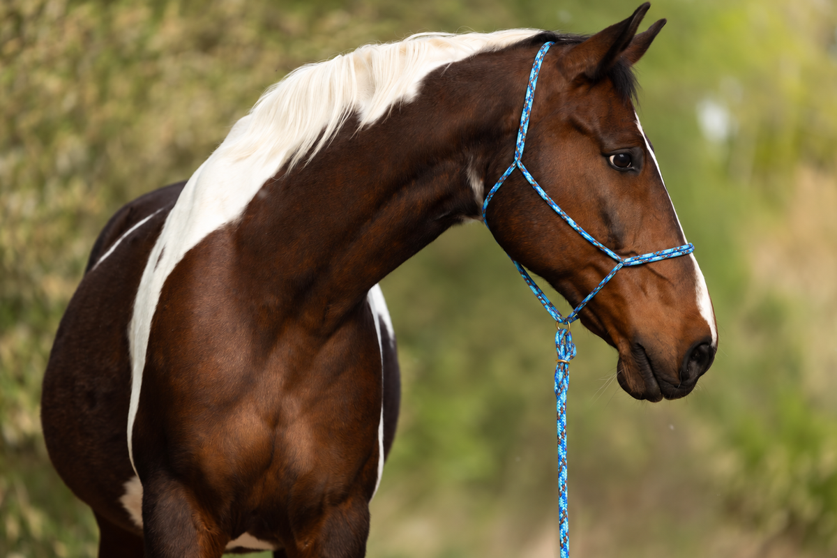 Tripool — Moveo Seilhalfter mit passendem Gauchoseil am Pferd