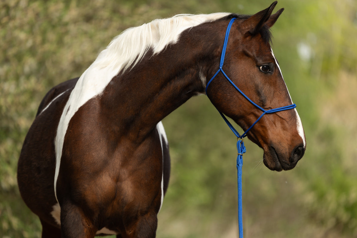 Moveo Seilhalfter und Gaucho Seil im Set