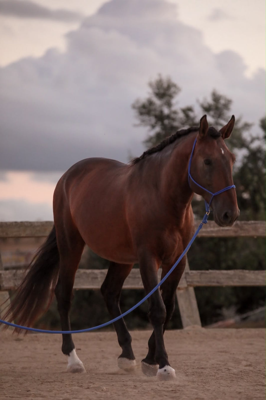 Cabezada de cuerda Moveo y cuerda Gaucho azules en un caballo en Portugal
