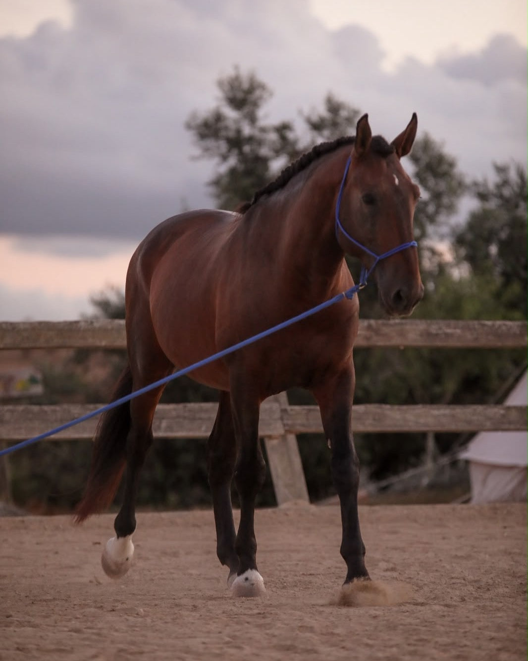 Cavallo baio alla corda con capezza in corda blu nel campo